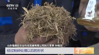 [中国三农报道]山东潍坊：姜秸秆不再是“废柴”|农业致富经 Agriculture And Farming