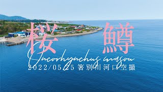 【桜鱒】2022年 5月25日昼 北海道増毛郡増毛町舎熊 箸別川河口空撮 【海サクラマス】