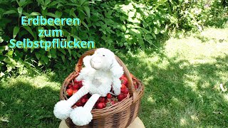 🍓Erdbeeren zum Selbstpflücken🍓#quick