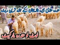 Full Enjoy Today Visit Maveshi Mundra Mandi || Dera Ghazi Khan || New Latest Video Information ||