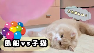 【未知との遭遇】初めて風船を見た子猫の反応がとてもかわいかった♡【遊ぶの上手】