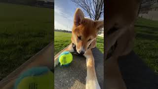 Cha cha cha 🐕🤩 #shibainu #puppies #funnyvideo #dogs #welpen #puppy #shorts