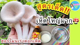 ฮอร์โมนเห็ด เห็ดนางฟ้า เห็ดนางรม สูตรง่ายด่วนสุด‼️ วิธีเร่งดอกเห็ดใหญ่ เยอะ สวย อร่อย|สวนแม่ผึ้ง