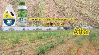 suger cane farming || ಕಬ್ಬು ಬೆಳೆಗಾರರಿಗೆ ಸಿಹಿ ಸುದ್ದಿ #facts  #karnataka #agriculture #trending