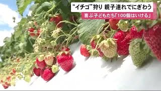 「100個はいける」“イチゴ”狩りシーズン到来…親子連れでにぎわう 北海道壮瞥町 (23/06/26 11:55)