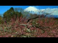 岩本山の梅と富士山