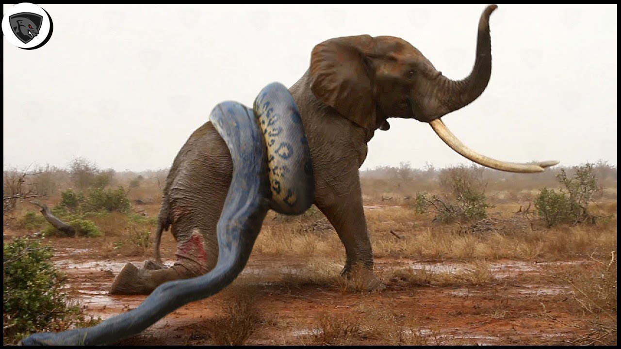 Unexpectedly Big And Strong Elephant Was Defeated By Python So Easily