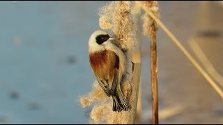 Eurasian Penduline-Tit - Remiz pendulinus - Buidelmees / Wondelgem - Belgium / 26-1-2017