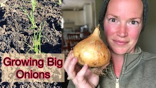 5 Tips/Tricks On How To Grow Larger Onions At Home | Zone 8b PNW