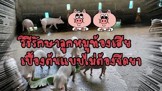 วิธีรักษาลูกหมูท้องเสียเบื้องต้นแบบไม่ต้องฉีดยา #ธนสารฟาร์ม #คนเลี้ยงหมู #เรื่องหมูๆ #pig #animal