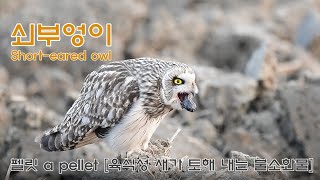 쇠부엉이 Short eared owl 펠릿 a pellet