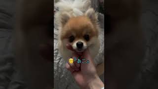 どうしても『あごのせ』に逆らえないきなの🤣　#ポメラニアン #pomeranian #きなこ #小型犬 #犬を飼う #おすすめ #平和な日常 #犬のいる生活 #共有したい #ママしか勝たん #あご