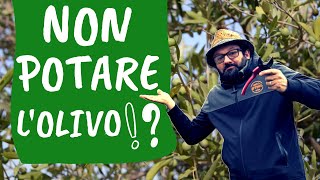 POTARE O NON POTARE: tenere OLIVO e altre piante SENZA POTATURA è possibile?