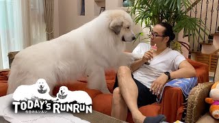 ソファーに座るしアイスはくれないしモヤモヤしたアランです　Great Pyrenees　グレートピレニーズ