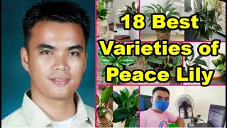 18 Varieties of Peace Lily Plants