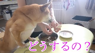 ご飯の準備が気になる姿が人間みたいな柴犬こなつ　ASMR ささみ