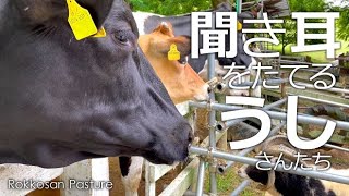 聞き耳をたてるうしさんたち【六甲山牧場】全神経を集中させてスタッフのおねえさんの会話を盗み聞きする牛娘たち