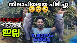 4 മാസം കൊണ്ട് 500 g തിലാപിയ 😳😳😳 എളുപ്പത്തിൽ വളർത്താം  tilapia culture simple method