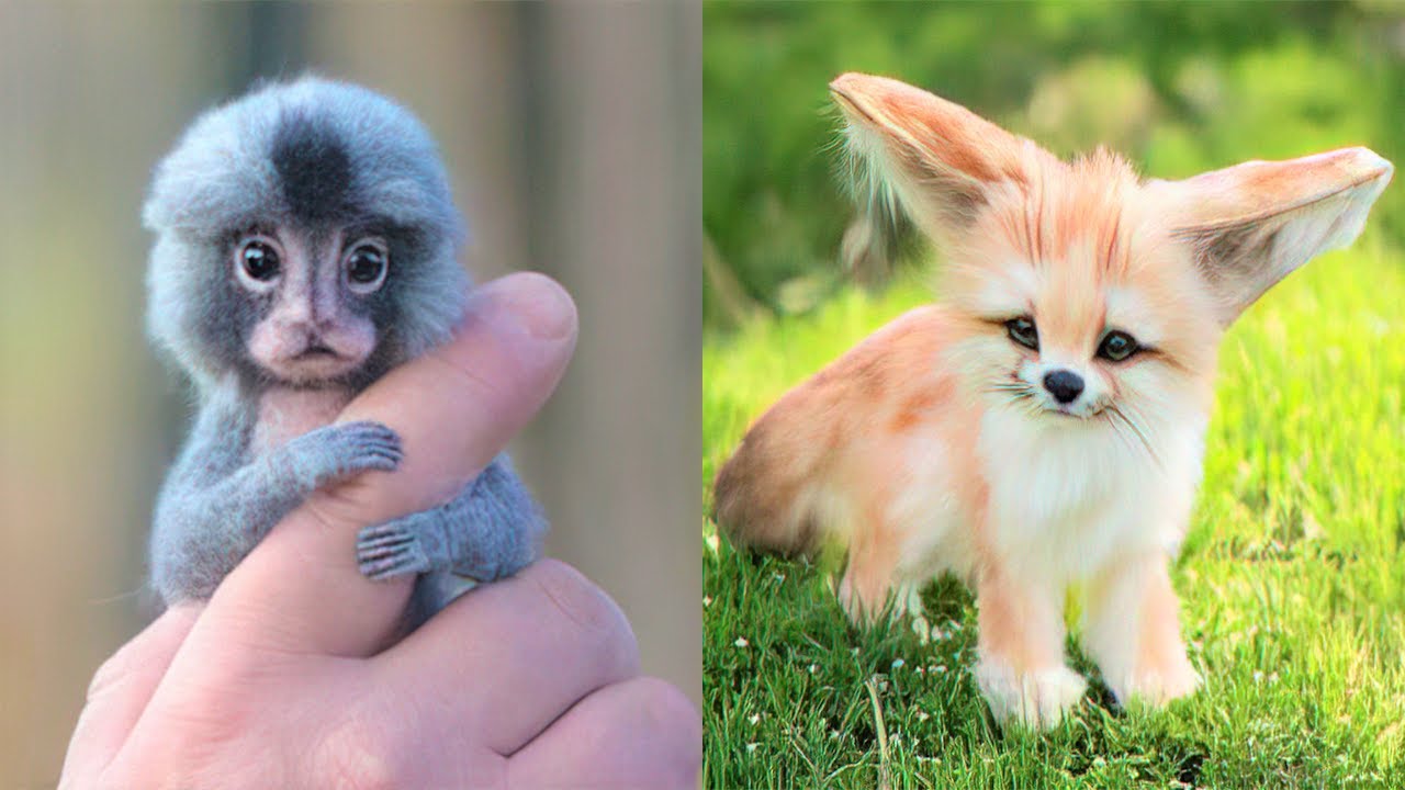 Discover The World Of Cutest Unique Animals And Their Incredible Cuteness