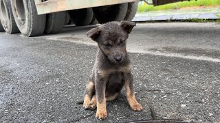 Abandoned dog with no place to shelter in cold rainy weather, now has a safe and warm home