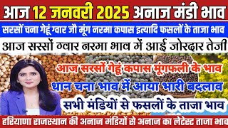 अनाज मंडी भाव| 12/01/2025 आज सरसों ग्वार नरमा भाव में आई जोरदार तेजी| जानें सभी फसलों के ताजा भाव,