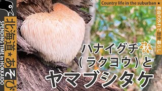 ヤマブシタケとハナイグチ(ラクヨウ)_十勝_キノコ狩り