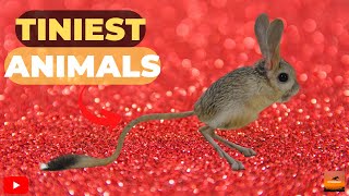 The Tiniest Animals On Earth: Cutest Creatures