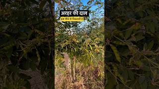 अरहर की दाल इस पौधे से निकलती है वो भी 6-8 महीने में #farming #arhar #kheti