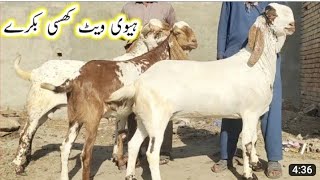 makkhi chini/ khassi Bakre qurbani Eid/ 2023/ makhi chini Bakre big heavy kg quality wale sasty rate