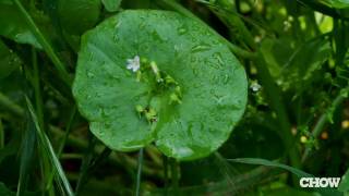 What Is Miner's Lettuce? - CHOW Tip