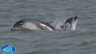 Dolphin Spotting Boat Trip