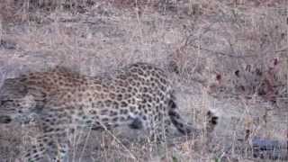 Leopard Growling near Savuti Camp, Okavango Delta, Botswana