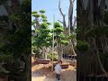 2.5 meters Ficus bonsai nursery