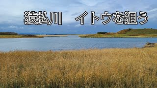 猿払川でイトウを釣りたい【釣り | 猿払川】2021.10.19