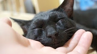 黒猫の顎の下を撫で続けるとこうなります。