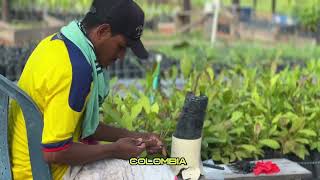 Dekom - Amazon Rainforest Restoration at La Pedrego