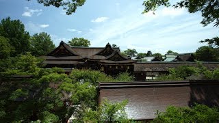 4K KYOTO [viewTV-81] 北野天満宮 青もみじ”Kitano Tenmangu Shrine, fresh verdure green\