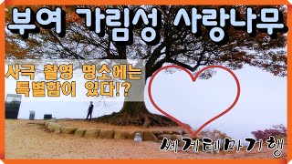 부여 가림성 사랑나무. 최고의 사극 촬영지 [쎄게테마기행]