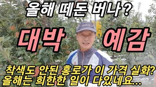 사과농사 대박예감! 착색 안된 홍로 가격은? 올해 과수원에서 생긴 희한한 일