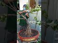 बोनसाई. membuat bonsai berfungsi.