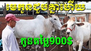 មេកូនជួបគ្នាវិញហើយ ទិញកូនគោតម្លៃ900$ តែមេគោដាក់បាមិនជាប់ទៅវិញ