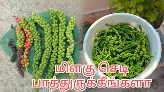 ஒரே‌ கொடியில் 2 கிலோ மிளகு 😮 || வீட்டில் ஒரு மரம் இருந்தால்  மிளகு செடி வளர்த்தலாம் 👌|| peper plant