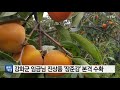 인천 강화군 임금님 진상품 장준감 본격 수확 ytn