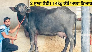 14kg ਮਿਲਕ ਕੰਡੇ ਦਾ ਤਿਆਰ 2 ਸੂਆ ਝੋਟੀ#ਚੁਵਾਈ ਇੱਕ ਨੰਬਰ ਪੋਲੀ ਬਿਲਕੁੱਲ!! one murrha Buffalo for sale||