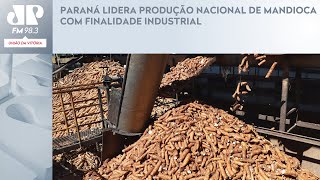 PARANÁ LIDERA PRODUÇÃO NACIONAL DE MANDIOCA COM FINALIDADE INDUSTRIAL