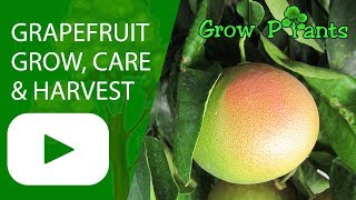 Grapefruit tree - grow, harvest and eat