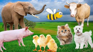 Farm animals, animal sounds: cow, chicken, pig, elephant, duck, cat sound