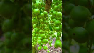 নরসিংদীর বিখ্যাত লটকন - The famous Lotkon of Narsingdi #fruits #lotkon #dhaka #narsingdii #kzaman