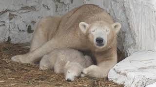 【シロクマの1分動画#9】ホウちゃんがお乳を飲んで寝てしまった【天王寺動物園】