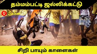 சேலம் தம்மம்பட்டியில் ஜல்லிக்கட்டு   சீறி வரும் காளைகளை அடக்கும் வீரர்கள்  Jallikattu || Vlog #42